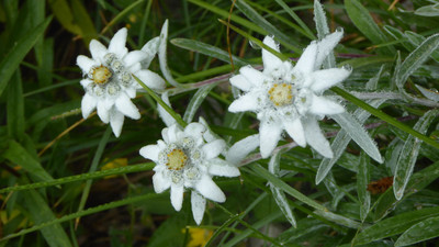 Edelweiss