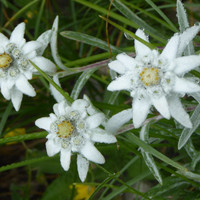 Edelweiss