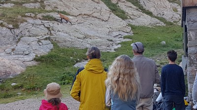 Nos amis les chamois