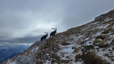 Bouquetins dans le Vercors Bouquetins dans le Vercors