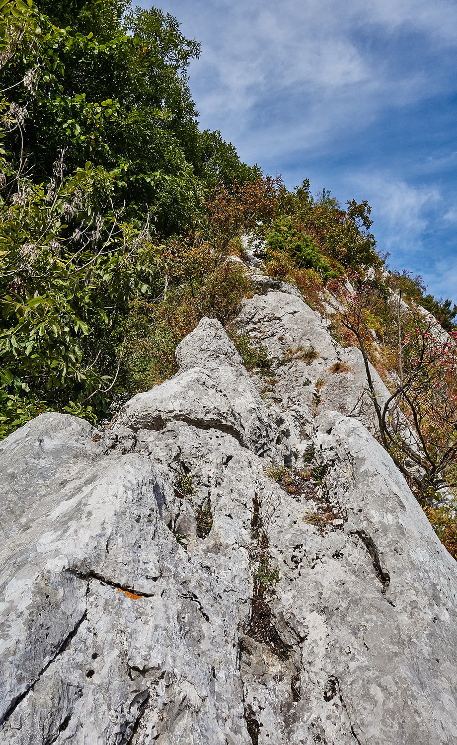 On flirte avec les cimes des arbres, joli...