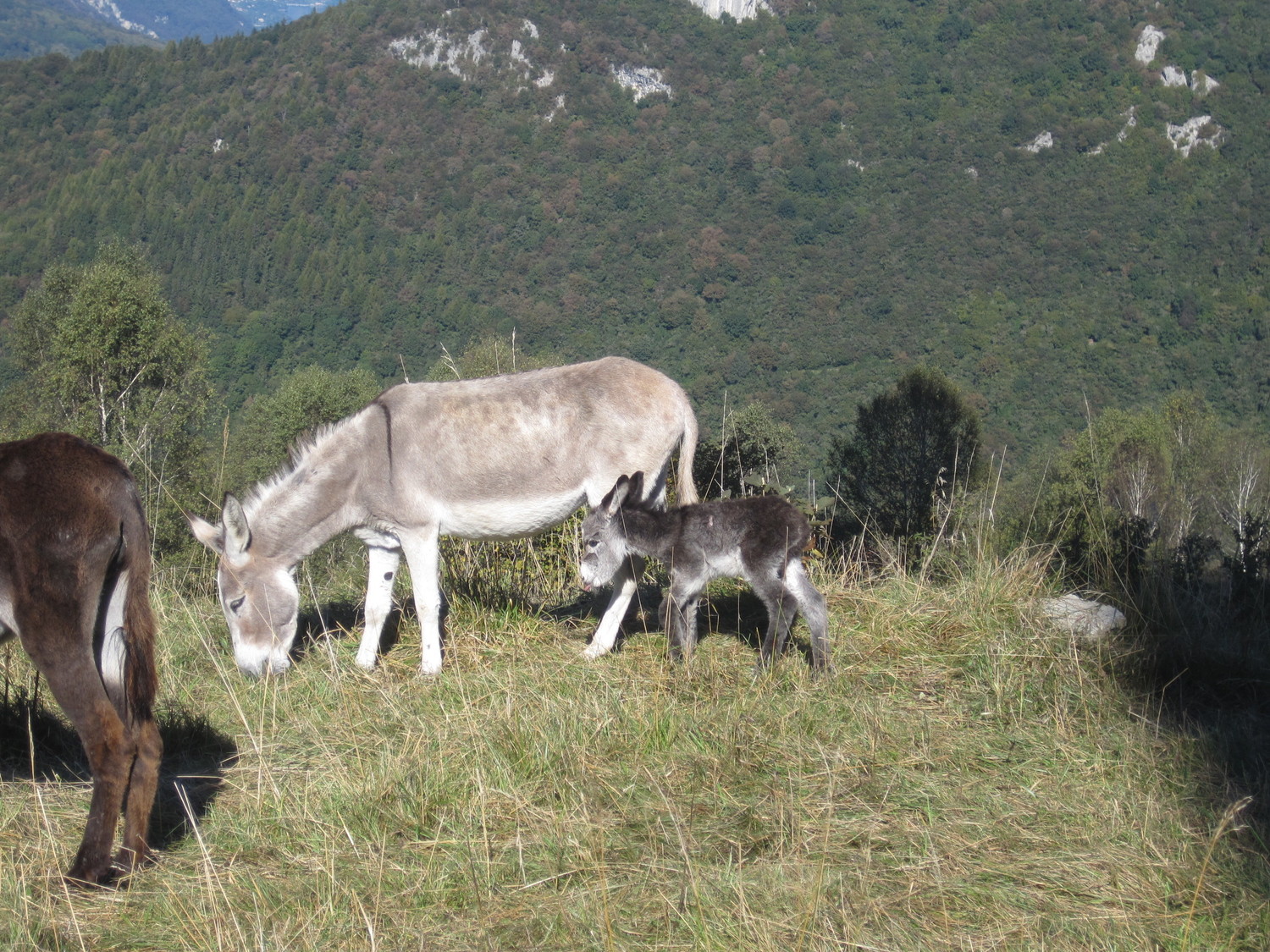 Fauna locale in crescita