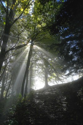 Rayons de soleil en sortie de forêt Rayons de soleil en sortie de forêt