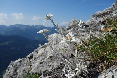Edelweiss au Mt Chauffé Edelweiss au Mt Chauffé