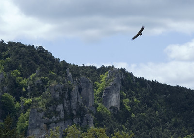 Un vautour fauve dans les Cévennes. Un vautour fauve dans les Cévennes.