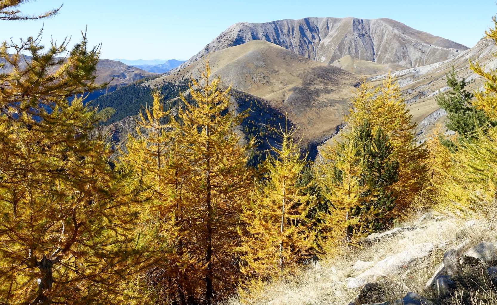 Mélèzes en feu sur fond de Montagne de Boules - Camptocamp.org