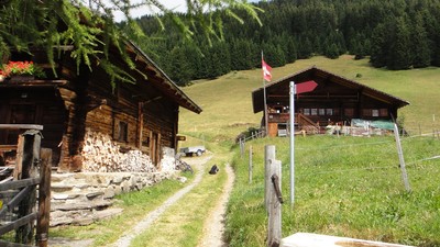 Chersaule