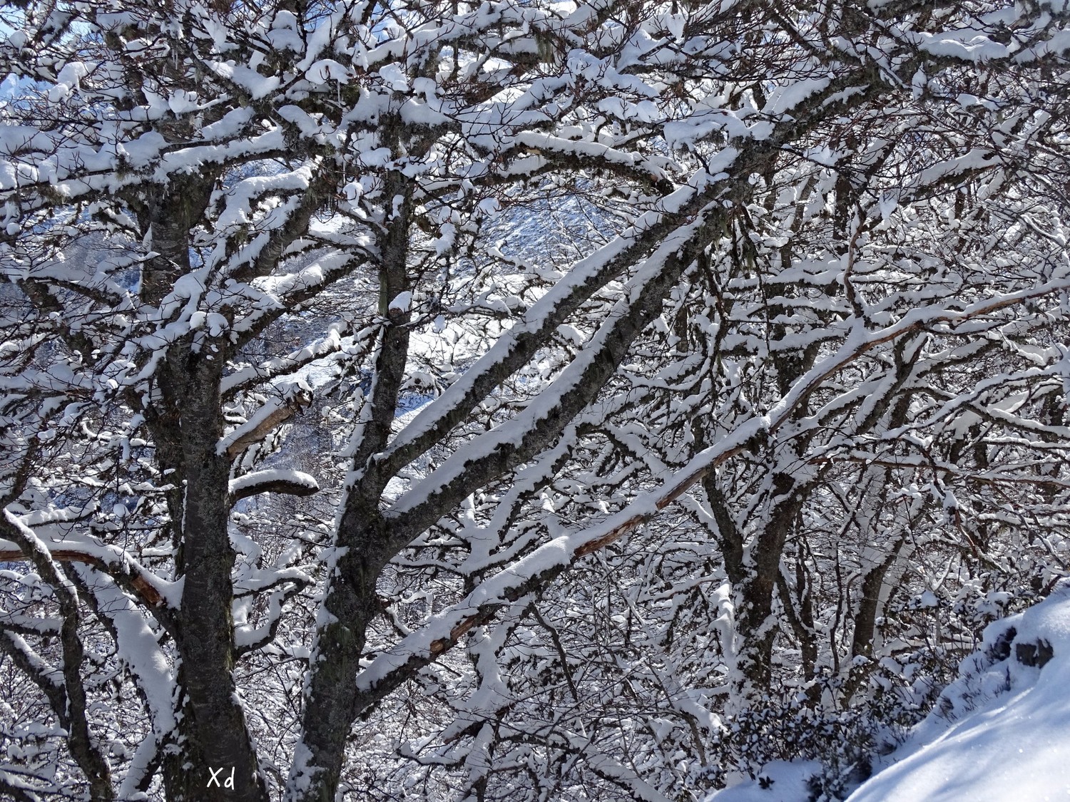 passage en forêt en mode hivernale