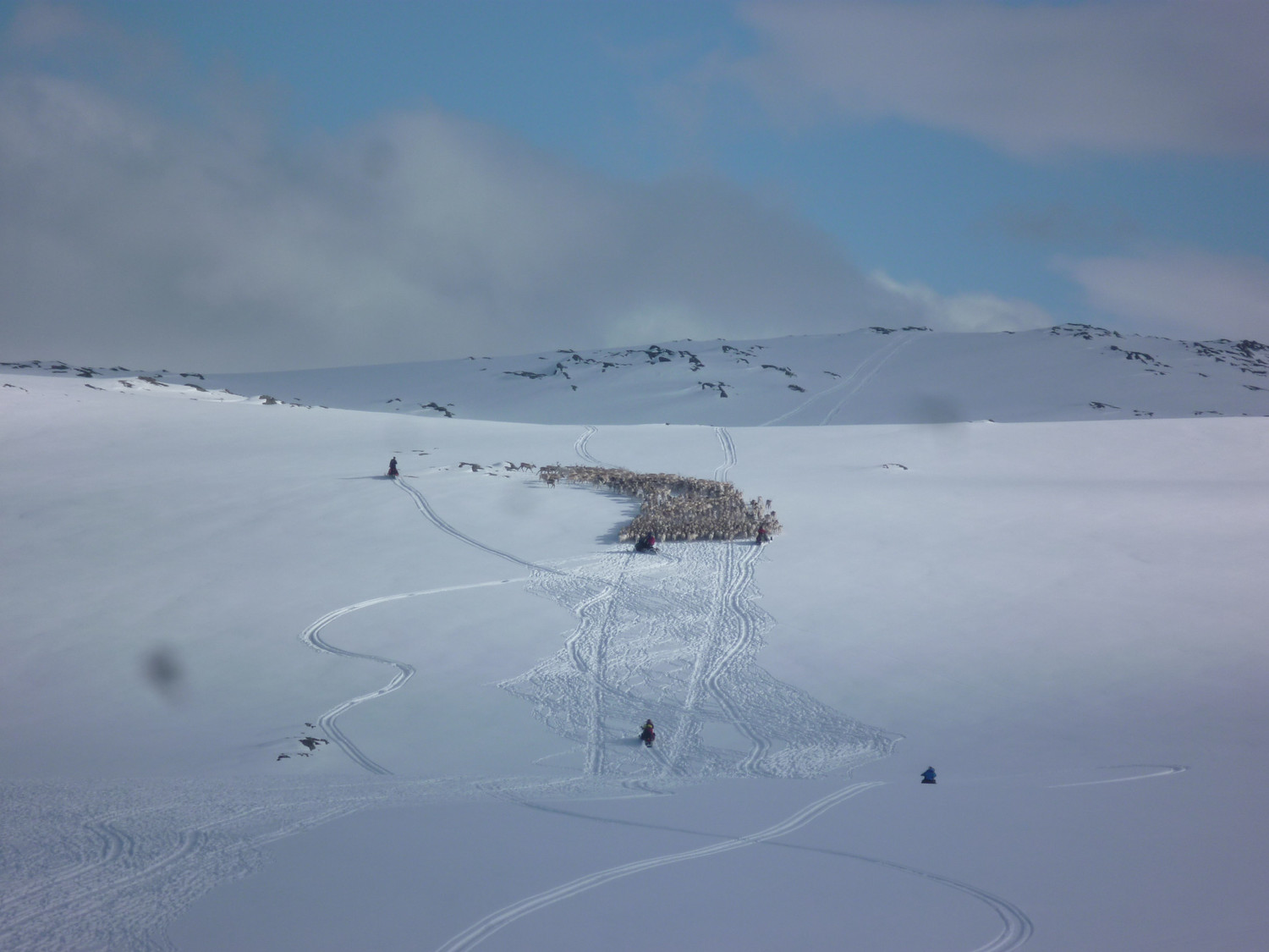 Non, un troupeau de Rêne en transhumance