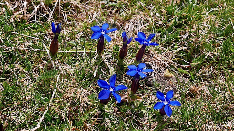 Gentiane des neiges (Gentianacées)