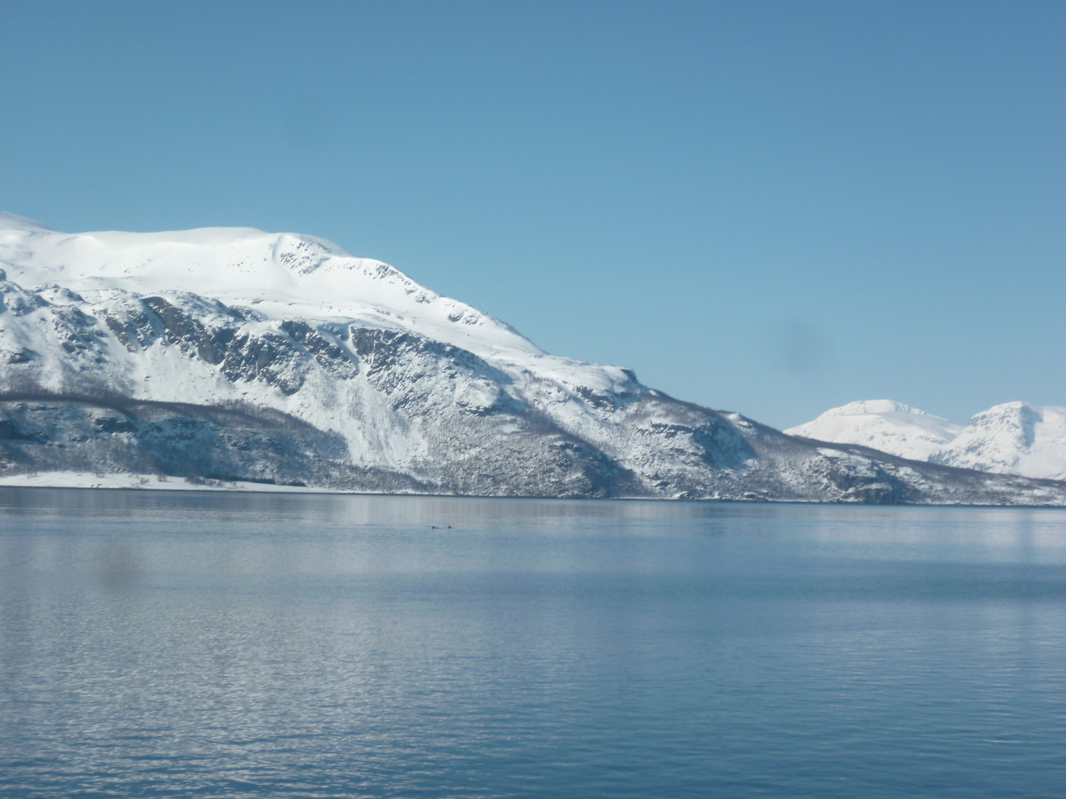 Des dauphins dans le fjord