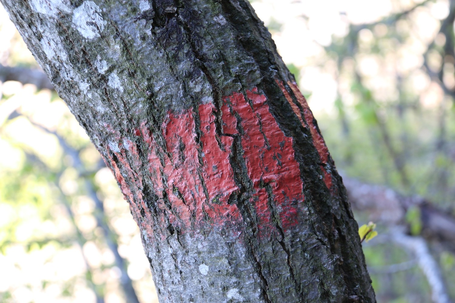 bien suivre les marques rouge