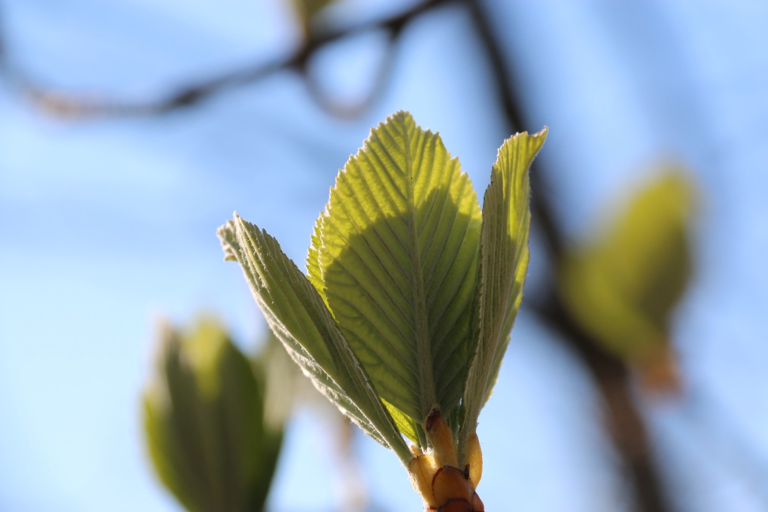 printemps