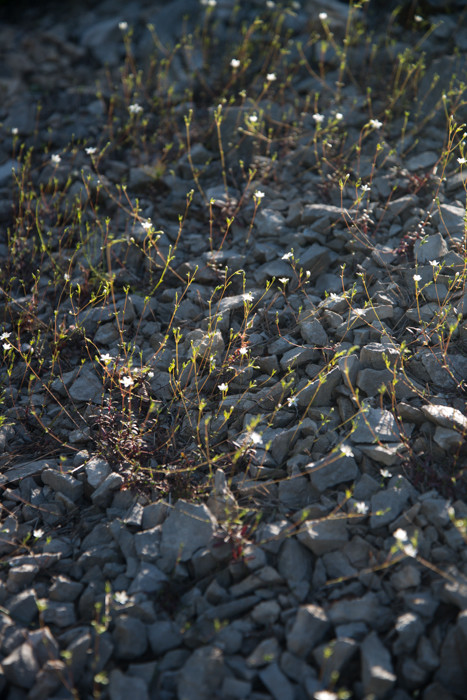 Sabline de provence ou Herbe à Gouffé (espèce endémique et protégée vivant dans les pierriers)