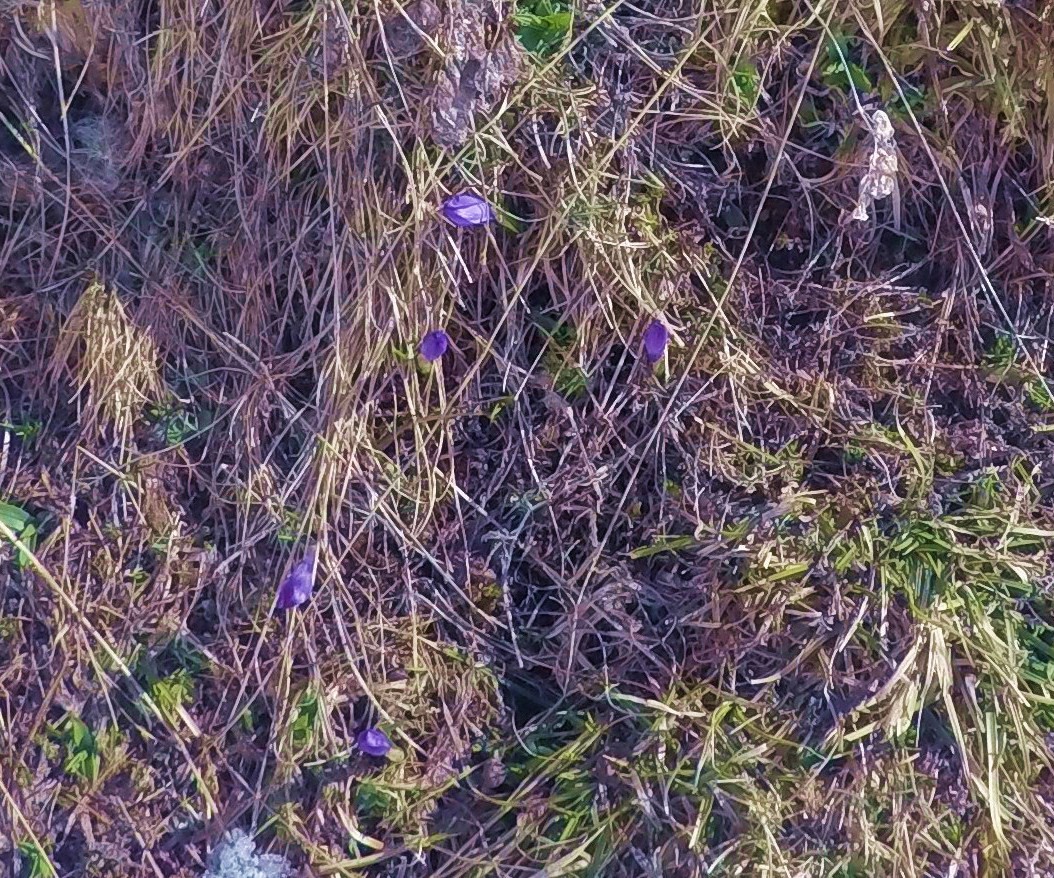 Premiers Crocus à Petit Pré