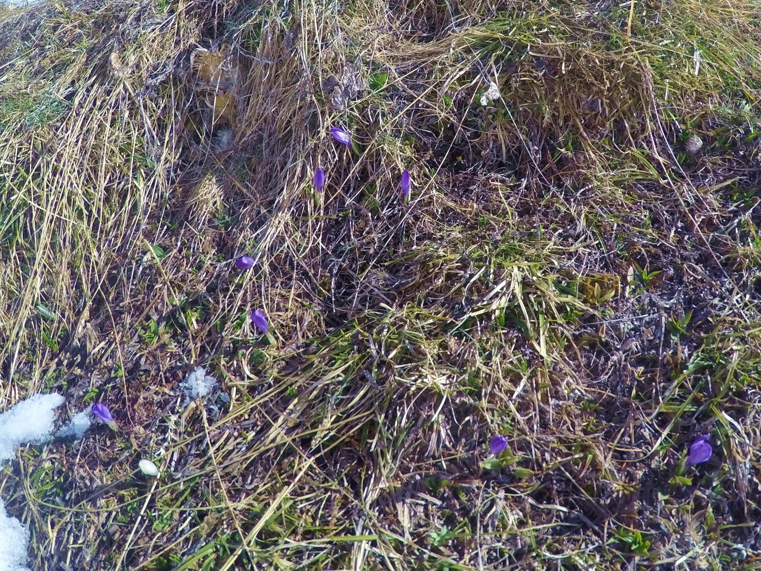 Crocus