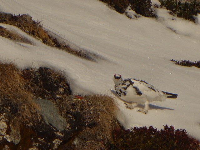 les pattes bien au chaud !