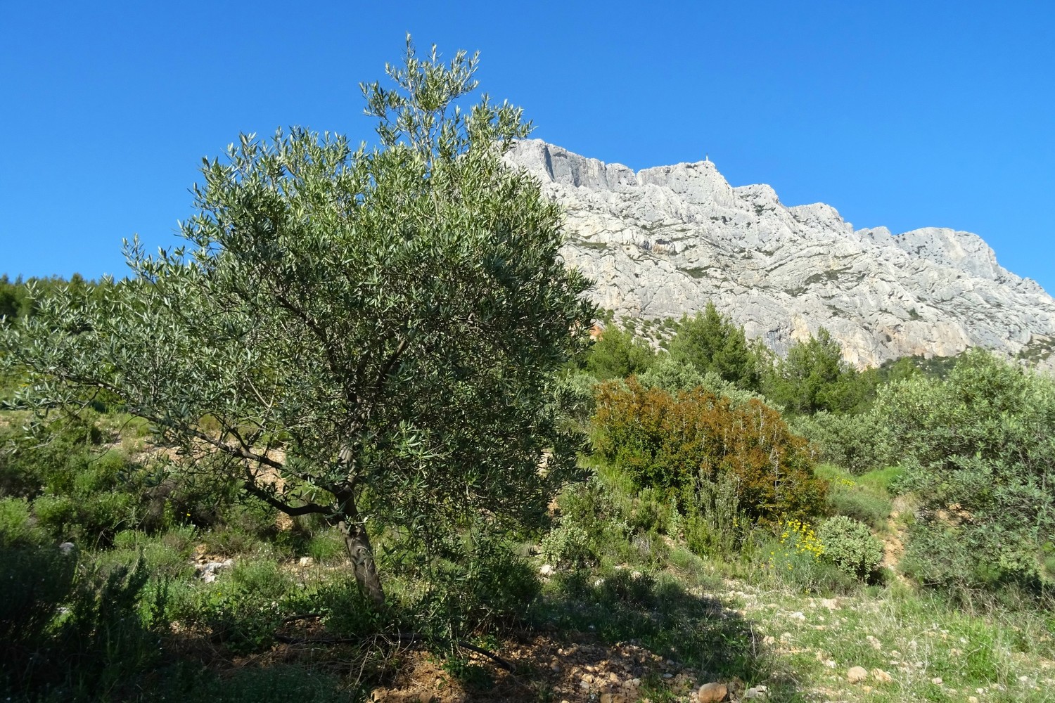 Olivier devant la Sainte Victoire