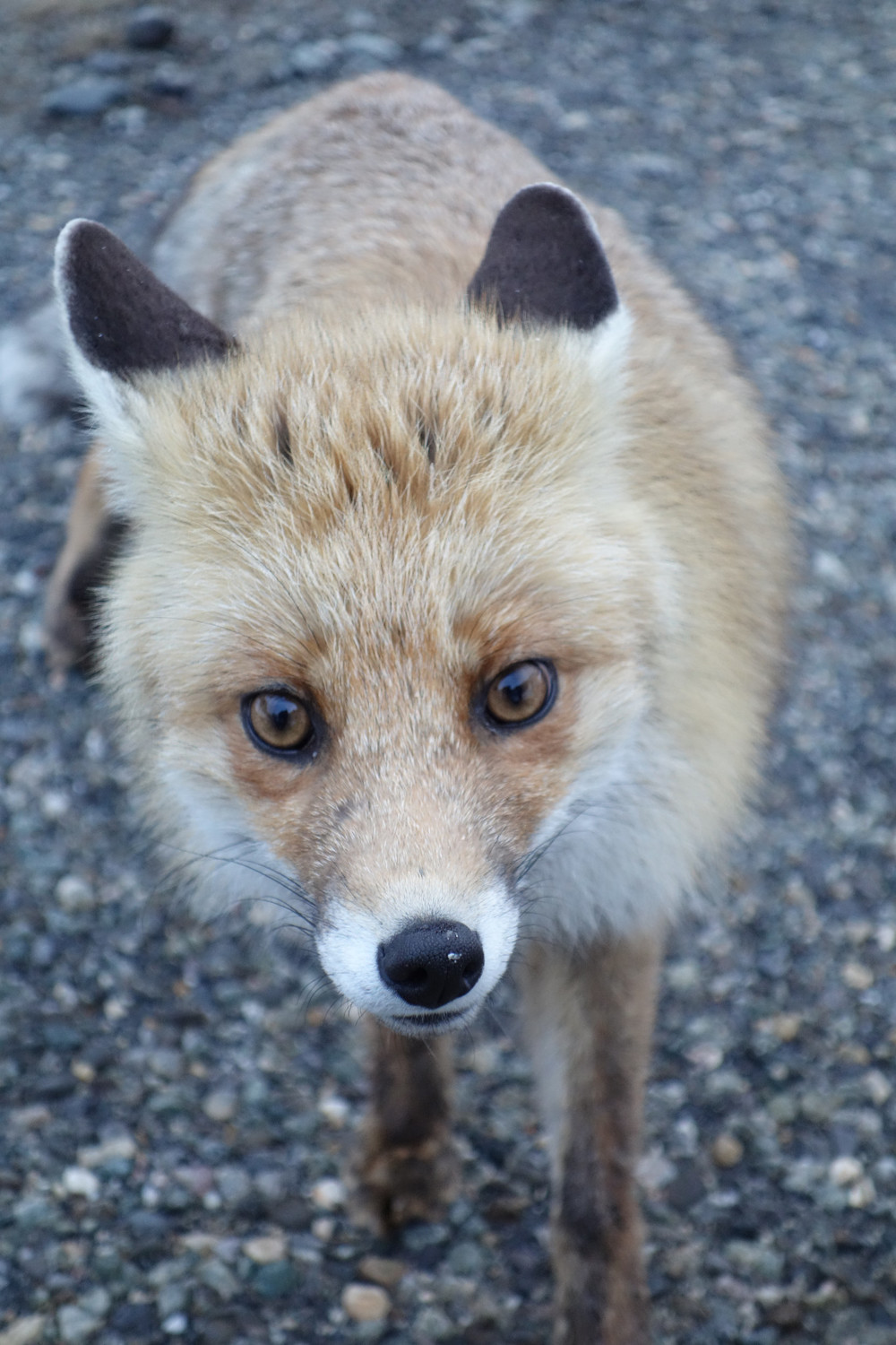 Petit renard curieux au départ du pré !