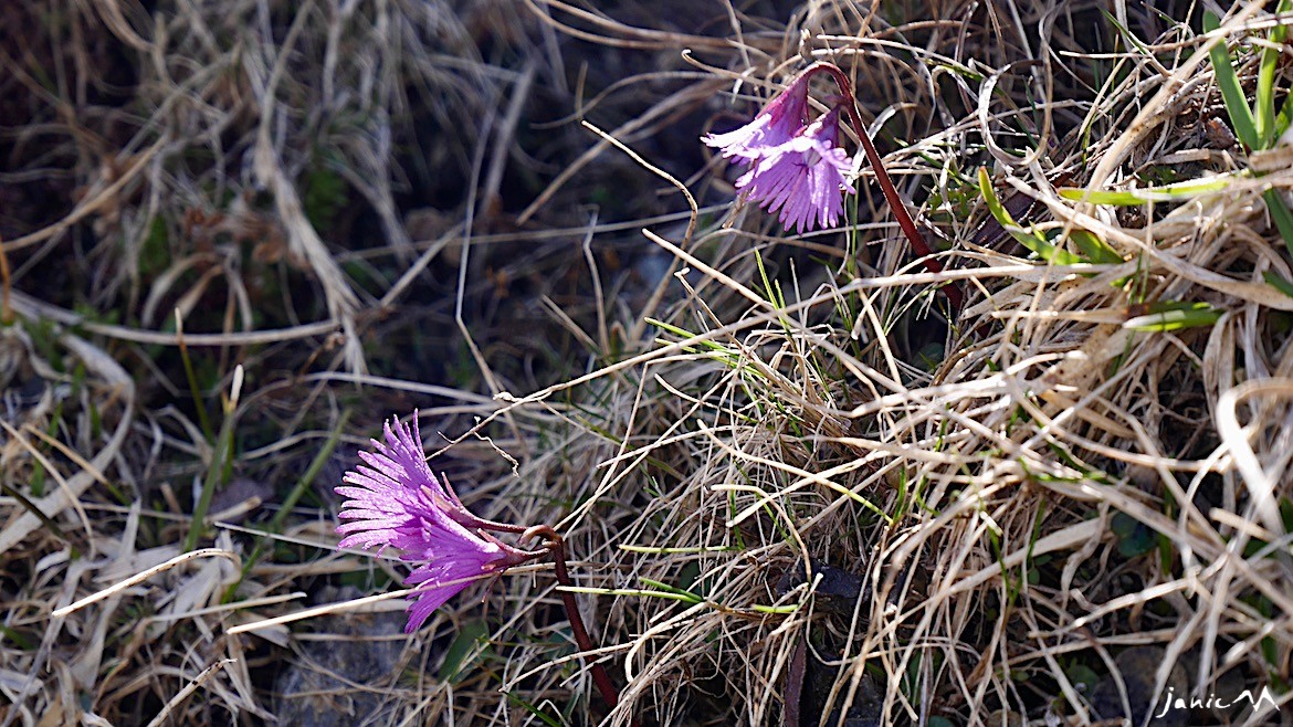 Soldanelle (Primulacées)