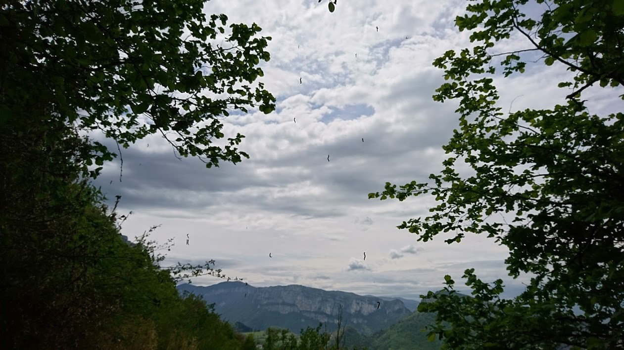 Rideau de pyrales sur le sentier