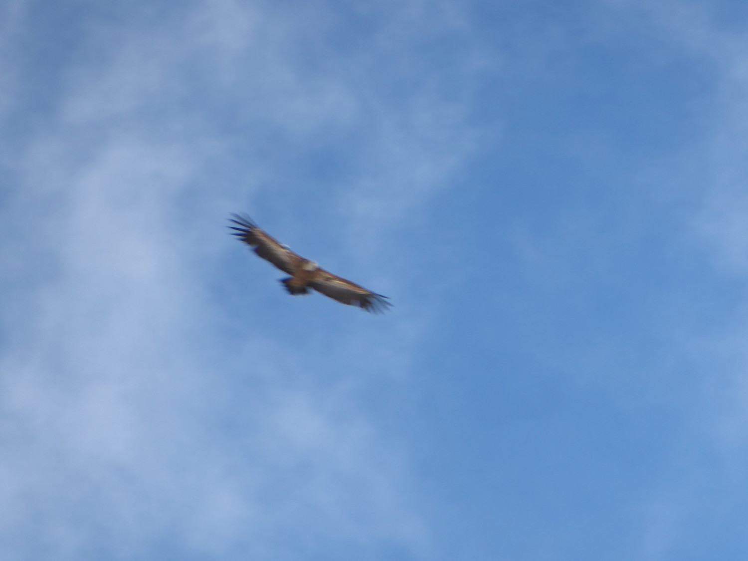 L'aigle