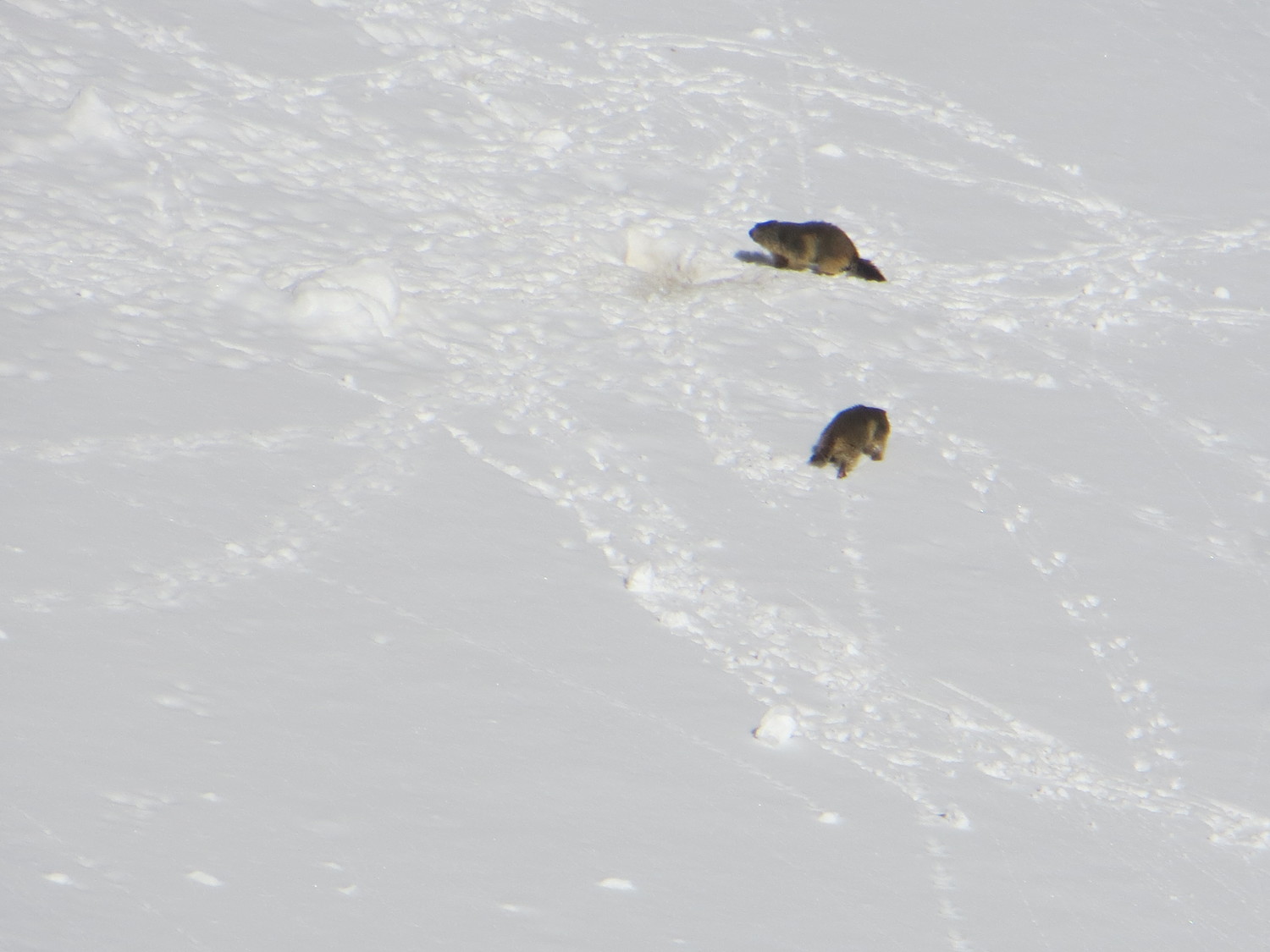 Marmottes en folies