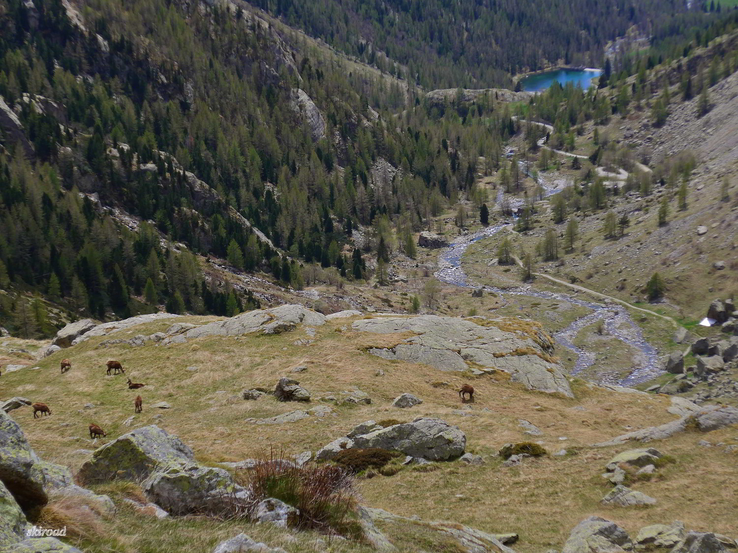 Beaucoup de chamois dans le secteur.