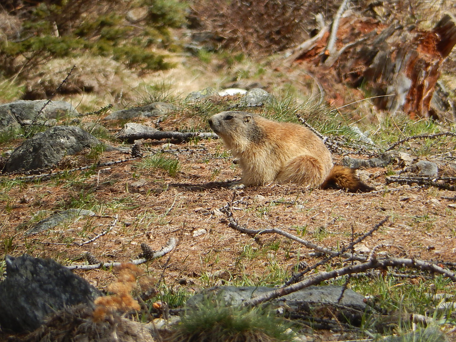 Marmotta d' allevamento