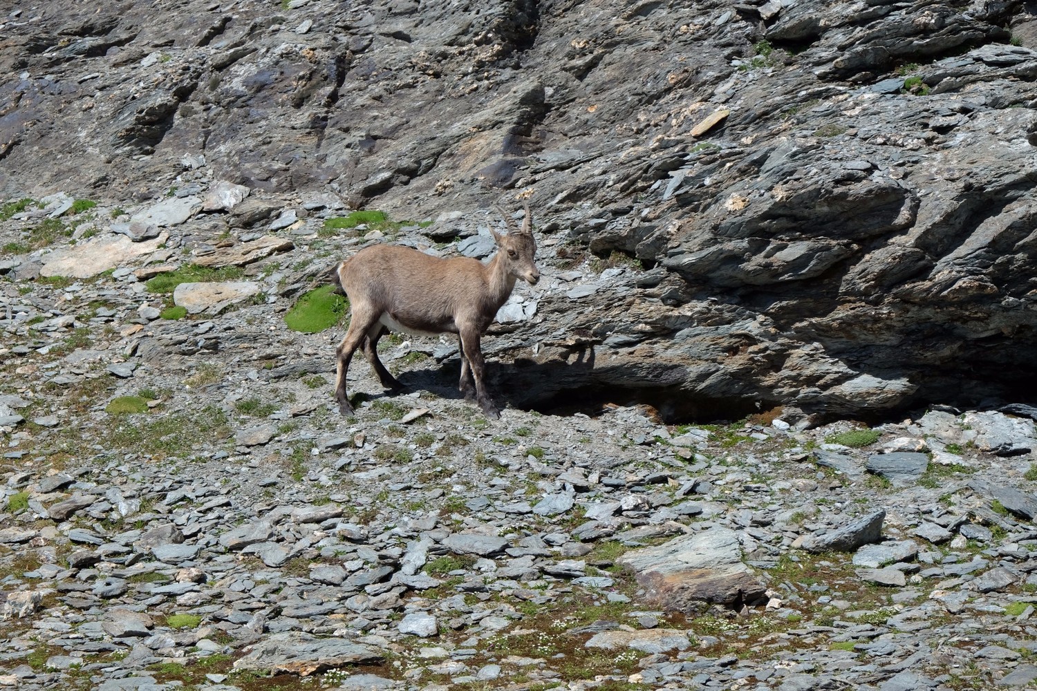 Bouquetin au pied du glacier