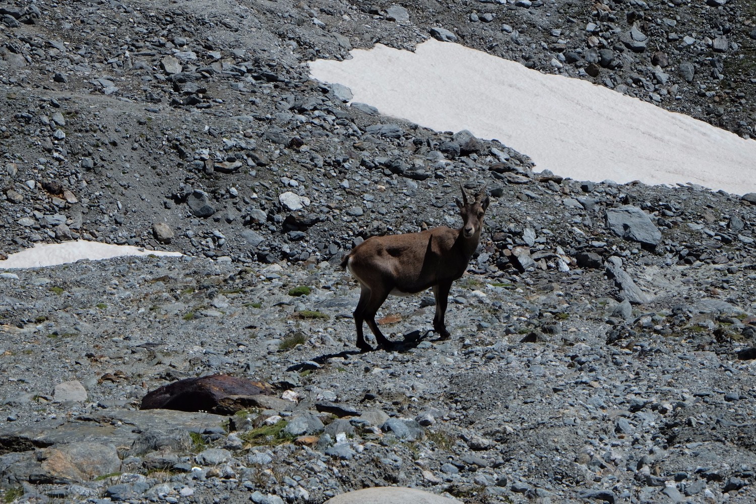 Bouquetin au pied du glacier