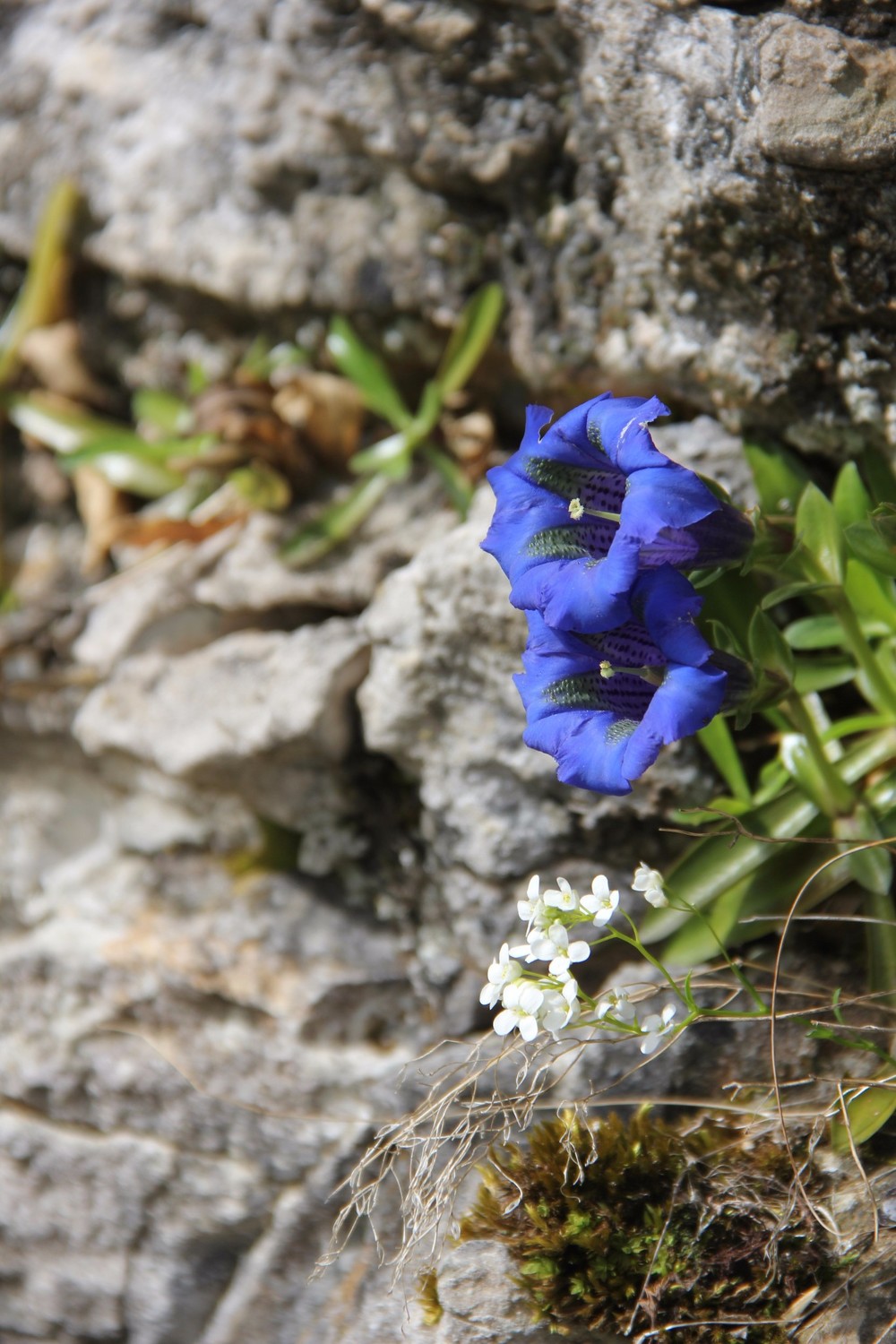 gentianes bleues