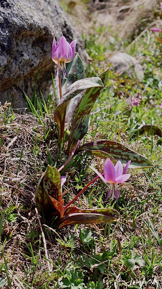 Dent de Chien (Liliaceae) Erythronium dens-canis