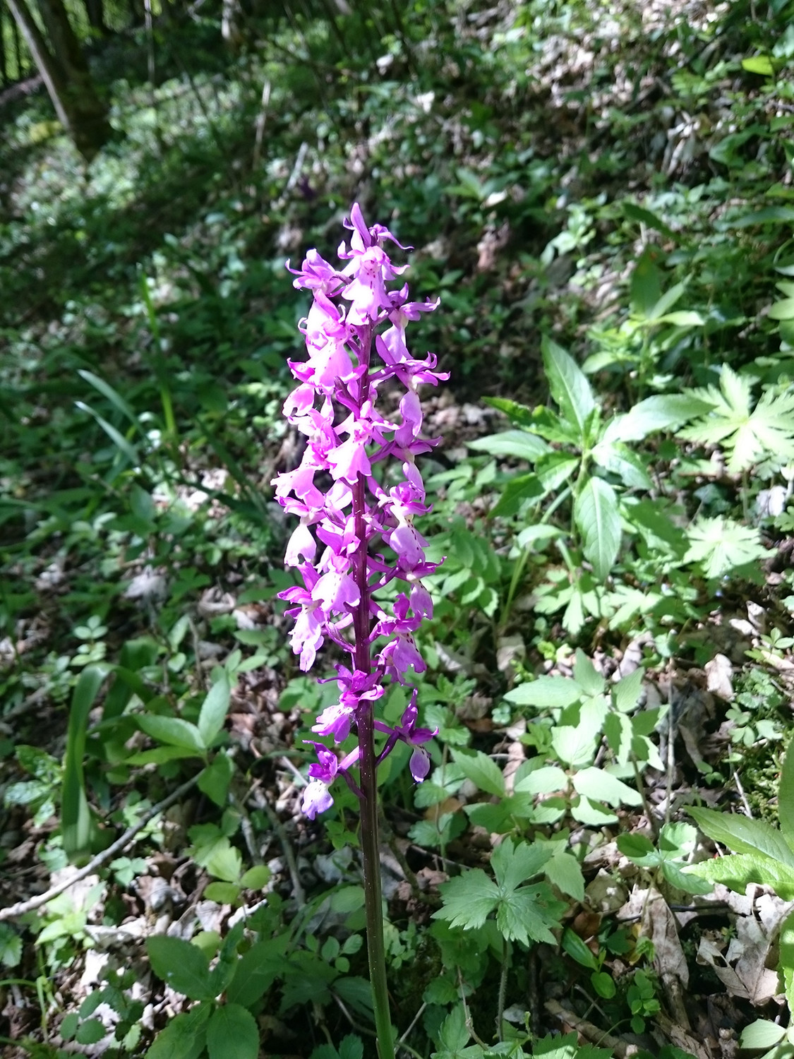 Je penche pour un Campanule ou un Gymnadénie :)