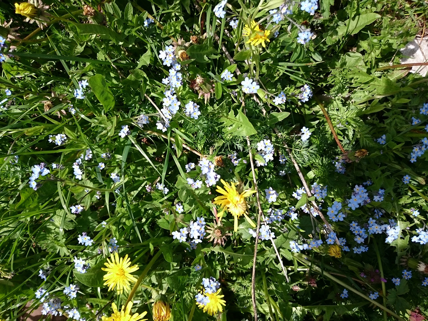 Impossible de retrouver le nom des bleues...