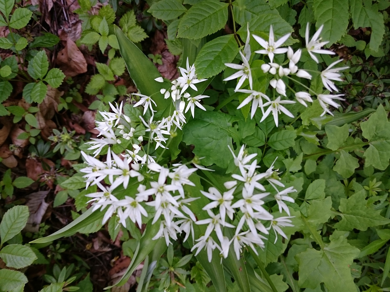 La cousine de l'Edelweiss, Lis des Alpes?