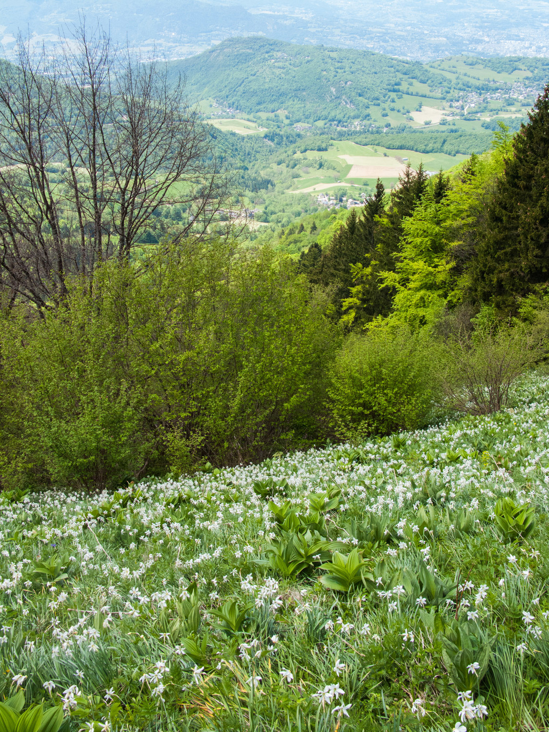 Champ de narcisses