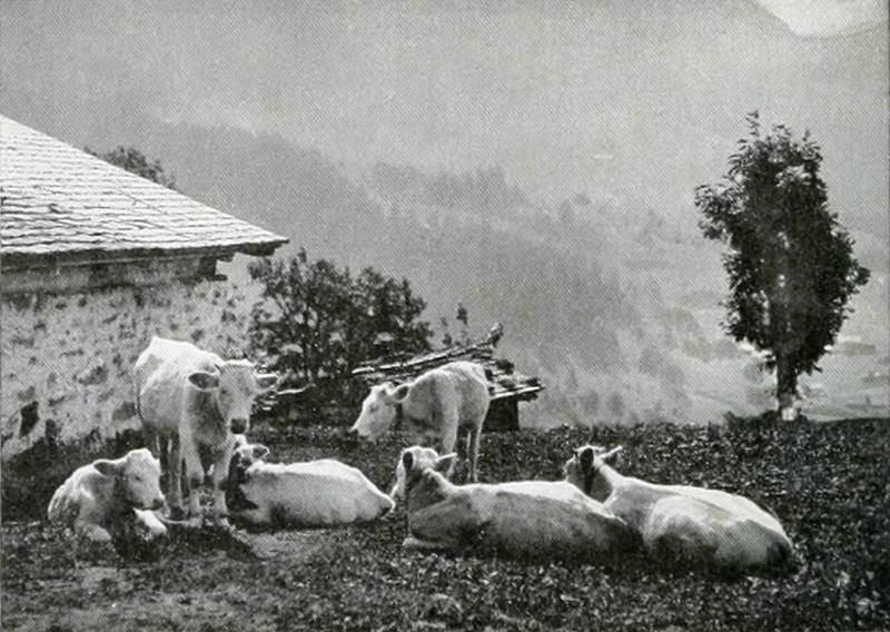 A Wengen par Wehrli