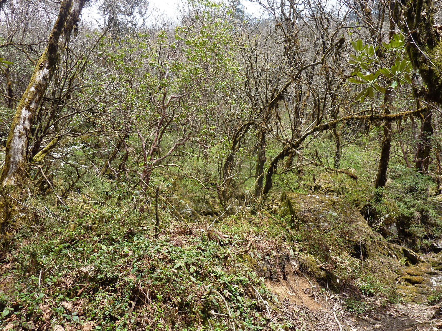 La jungle