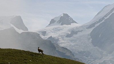 Pollux et un chamois Pollux et un chamois