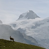 Pollux et un chamois