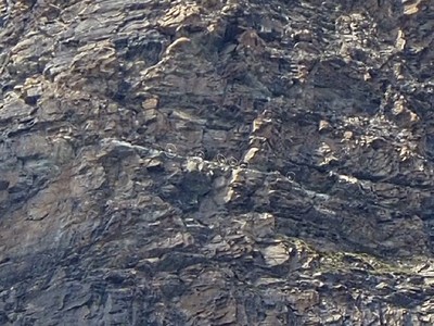On apperçoit les oiseaux sur la vire (cerclés en blanc)