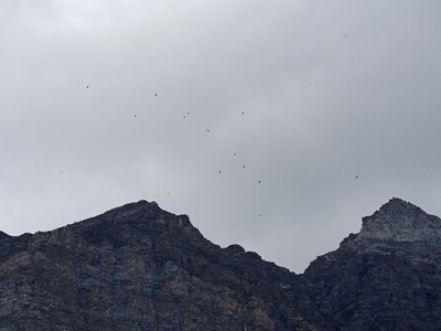 17 vautours au loins dans le ciel de Bessans.