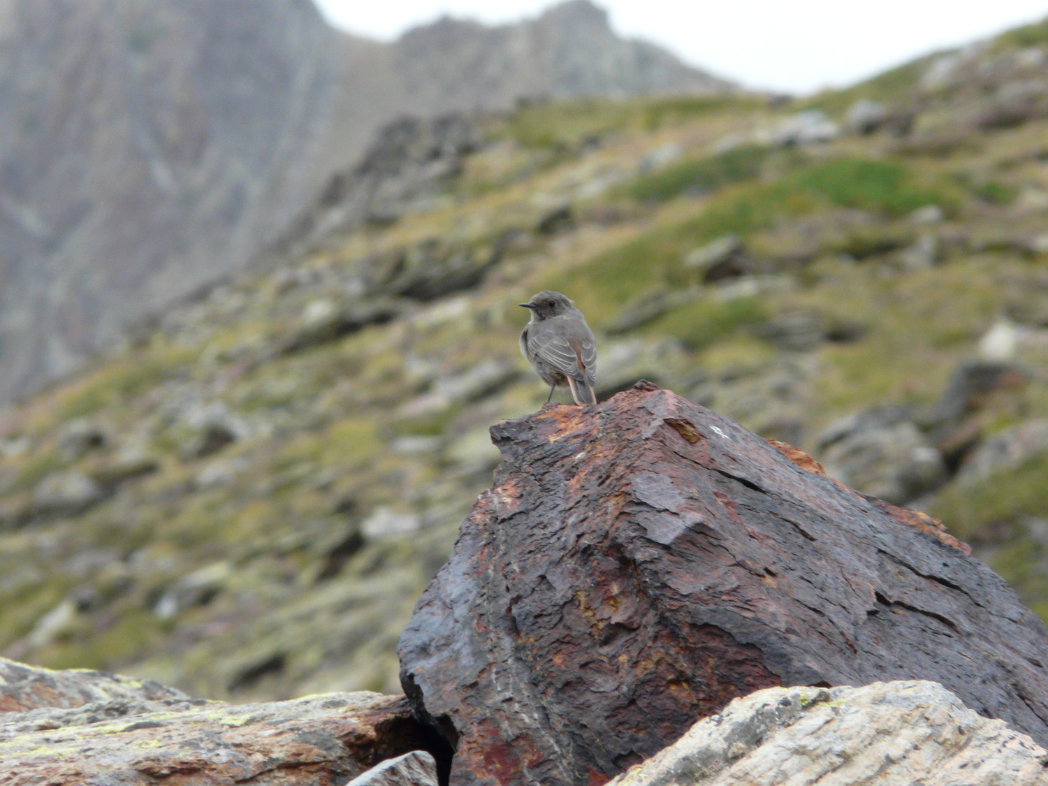J2 : au col de Baborte. Rouge-queue juvénile ?