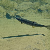 Lac de Chamolé il semblerait qu'il y ait des truites