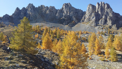 mélèzes en feu mélèzes en feu