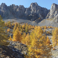 mélèzes en feu