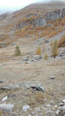 Les sources de la Rouane juste à droite du mélèze encore vert