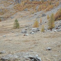 Les sources de la Rouane juste à droite du mélèze encore vert
