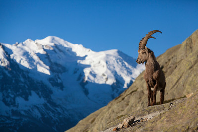 PhotoSophie2017 - Bouquetin Pensif face au Mont Blanc PhotoSophie2017 - Bouquetin Pensif face au Mont Blanc